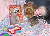 Little Maddie got a package from her bf - Stedman-yorkie3.jpg