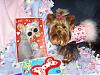 Little Maddie got a package from her bf - Stedman-yorkie4.jpg