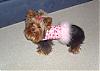 Little Maddie got a package from her bf - Stedman-yorkie5.jpg