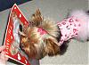 Little Maddie got a package from her bf - Stedman-yorkie6.jpg