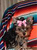 Check Out My 3 New Yorkie Babies!!!!-12-21-06-chloe-010-360-x-480-.jpg