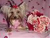 Destiny's Valentine Day Pictures!!!-destiny-valentine-04.jpg