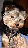 Oliver got a crew cut!-dsc01818.jpg