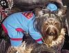 Superman's sidekick, Super Dog!!!-scamp-sm-04.jpg