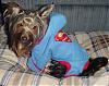 Superman's sidekick, Super Dog!!!-scamp-sm-07.jpg