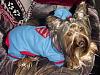 Superman's sidekick, Super Dog!!!-scamp-sm-08.jpg