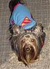 Superman's sidekick, Super Dog!!!-scamp-sm-09.jpg