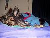 Superman's sidekick, Super Dog!!!-scamp-sm-06.jpg