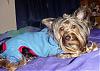 Superman's sidekick, Super Dog!!!-scamp-sm-05.jpg