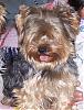 My new yorkies-biewer-group-003.jpg