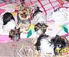 My new yorkies-biewer-group-010.jpg