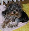 My Yorkie girls-lia99.jpg