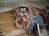 Lottie's Gofetch harness!!!!-2007_0226gofetch0128.jpg
