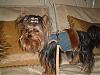 Lottie's Gofetch harness!!!!-2007_0226gofetch0126.jpg