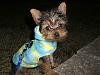 Ludo in his new GoFetch Hoodie!-go-fetch-hoodie2.jpg