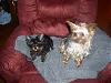 My Yorkies..-jinny-jazzy.jpg