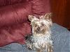 My Yorkies..-jinnycute.jpg