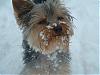 Our little weekend visitor in the snow...-chewey0207c.jpg