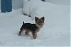 Our little weekend visitor in the snow...-chewey0207b.jpg