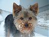 Our little weekend visitor in the snow...-chewey0207d.jpg