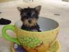 Teacup, literally.-tikkis-first-bath-showing.jpg