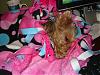 Lexie In Her New Napsac From Chattiesmom-mustang-018-600-x-450-.jpg