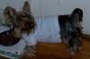 Pics of Gucci with her new Baby shirt-gucci-july-6-05.jpg