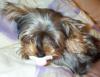 New pics of Lexi with her binky...-lexi-055.jpg