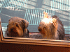 Before and After.....Grooming!-kizzy-penny-060sz.gif