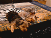 Before and After.....Grooming!-sleeping-after-groomingsz.gif