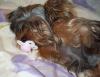 New pics of Lexi with her binky...-lexi-059.jpg