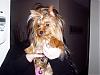 Jaxon needs a new girlfriend-bella-pretty-after-bath-bow-450-x-338-.jpg