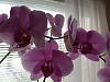 How to Use YorkieTalk-orchid2-7.jpg