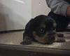 Click image for larger version

Name:	Puppy2.jpg
Views:	52
Size:	11.8 KB
ID:	242