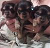 Click image for larger version

Name:	PuppyGroup.jpg
Views:	53
Size:	22.1 KB
ID:	243