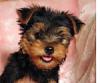 Click image for larger version

Name:	Baby-YT (16).jpg
Views:	49
Size:	40.6 KB
ID:	40