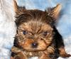 Click image for larger version

Name:	Dylen (6).jpg
Views:	38
Size:	43.7 KB
ID:	41