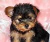 Click image for larger version

Name:	Yorkie puppy-Shimi (12).jpg
Views:	34
Size:	41.3 KB
ID:	42