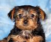 Click image for larger version

Name:	Yorkshire terrier puppy-Jacko (4).jpg
Views:	39
Size:	43.2 KB
ID:	43