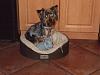 Click image for larger version

Name:	Skooter 8-17-09 005.jpg
Views:	96
Size:	32.4 KB
ID:	115
