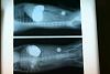 Click image for larger version

Name:	xray-500.jpg
Views:	65
Size:	12.0 KB
ID:	145