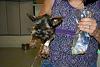 Click image for larger version

Name:	koda3-500.jpg
Views:	62
Size:	26.9 KB
ID:	147